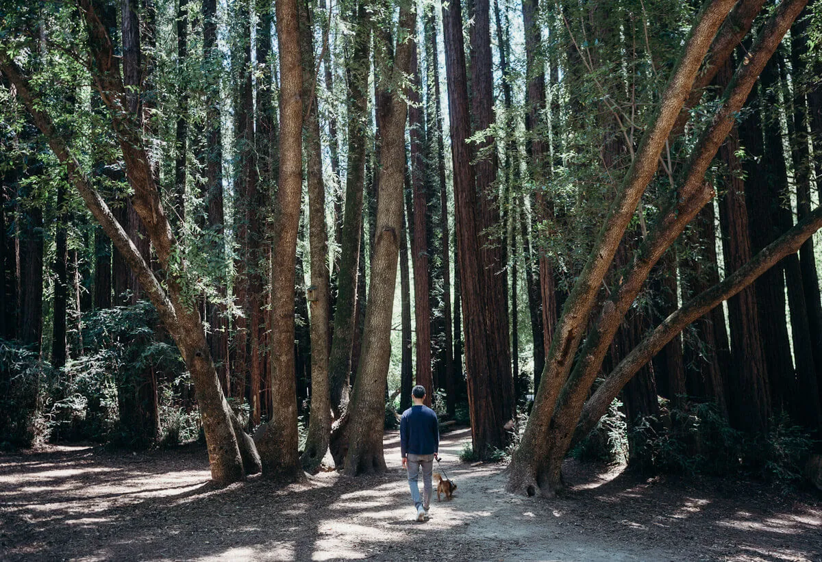 Wash and fold pickup for families in Mill Valley